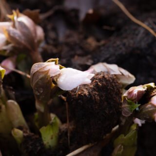20220216_0019-helleborus-thibetanus