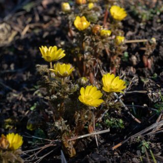 Vårsolen - Adonis amurensis - guldadonis