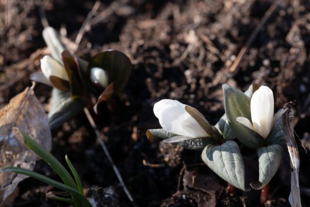 Växtplatser - Trillium nivale - snötreblad