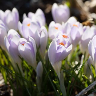 Växtplatser - Crocus tommasinianus 'Pale' - snökrokus