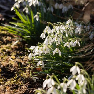 Galanthus - snödroppar, Galanthus nivalis