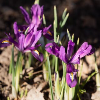 Iris Reticulata-grp 'Scent Sational'