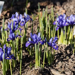 Knölbildande - Iris reticulata 'Cantab'