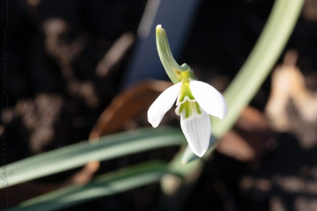 Mighty Atom Group - G. 'John Gray'