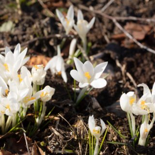 vit snökrokus - Crocus tommasinianus 'Albus'