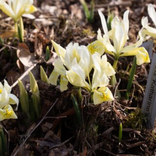 Iris 'Katharine's Gold'