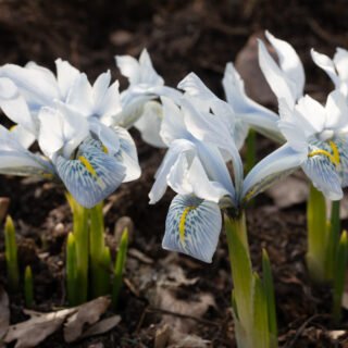 Knölbildande - Iris 'Sheila Ann Germaney'