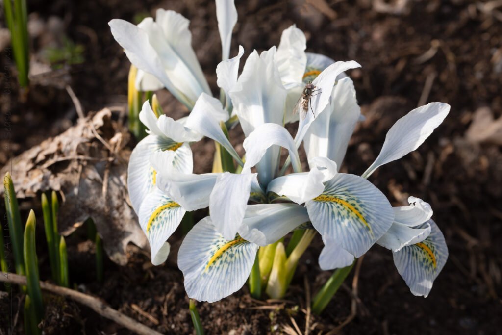 Iris reticulata 'Frans Hals'