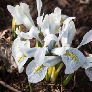 Iris reticulata 'Frank Elder'