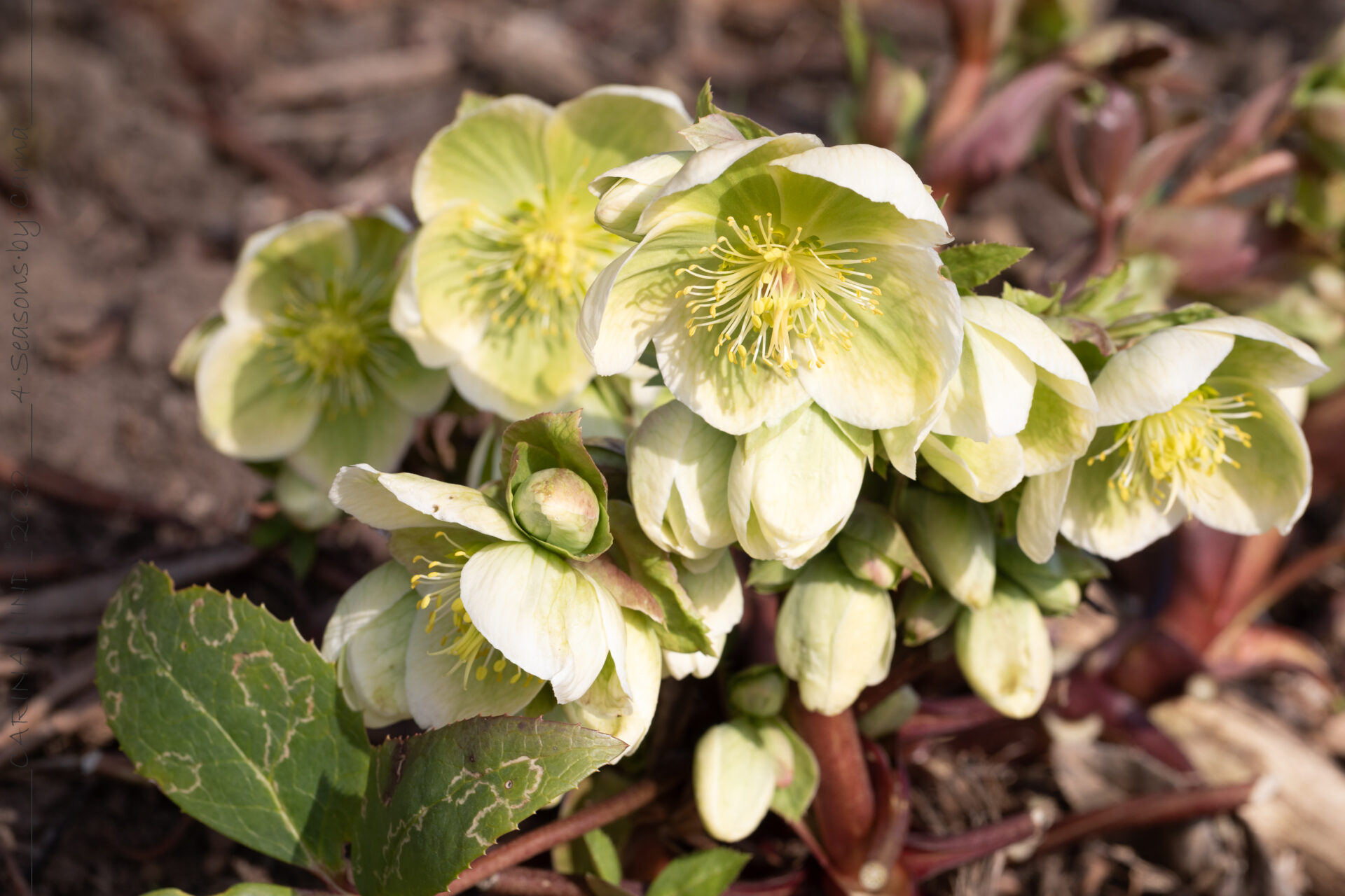 Mulet - Helleborus x nicercors