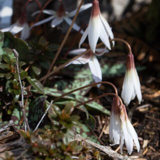 Erythronium dens-canis ssp niveum - hundtand