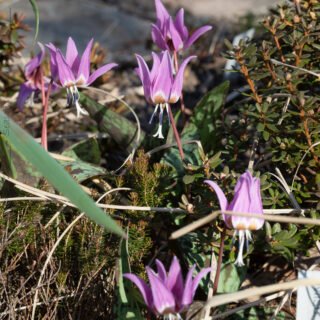 Aprildelikatesser - Erythronium dens-canis 'Purple King' - hundtänder