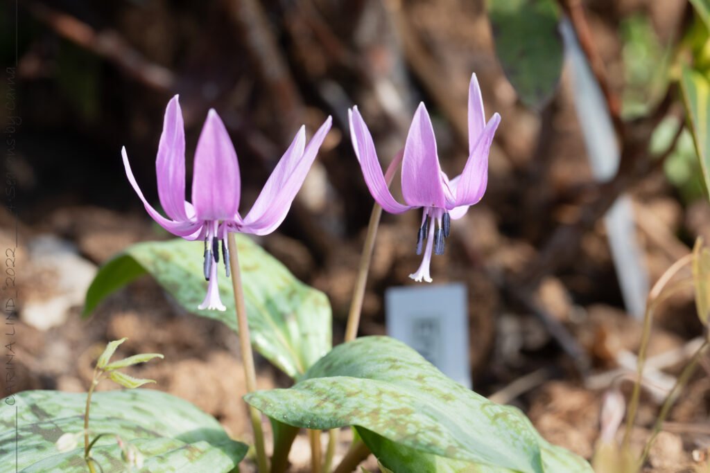 Aprildelikatesser - Erythronium japonicum, japansk hundtandslilja