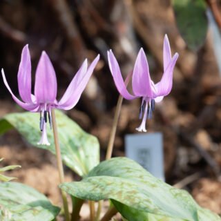 Aprildelikatesser - Erythronium japonicum, japansk hundtandslilja