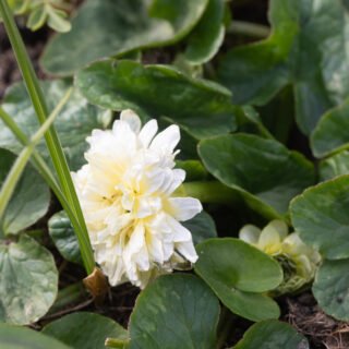 svalört - Ficaria vern 'Wisley Double White'