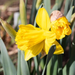 Narcisser - Narcissus pseudonarcissus 'Marieke'