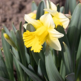 Narcisser - Narcissus pseudonarcissus 'Goblet'