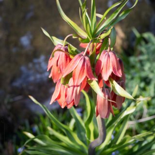 kejsarkrona - Fritillaria imperialis 'Red Beauty'