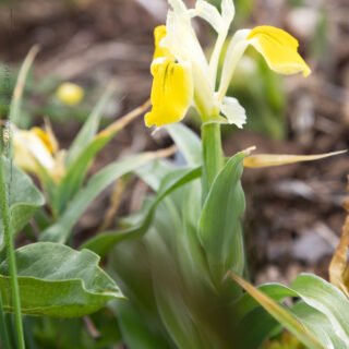 Iris bucharica - gul junoiris