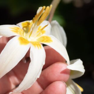 20220507_0090-erythronium-revolutum-album