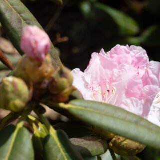 Rhododendronarter A-C, Rhododendron adenosum, kulurododendron