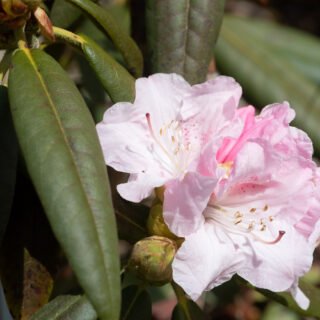 Rhododendron adenosum - kulurododendron