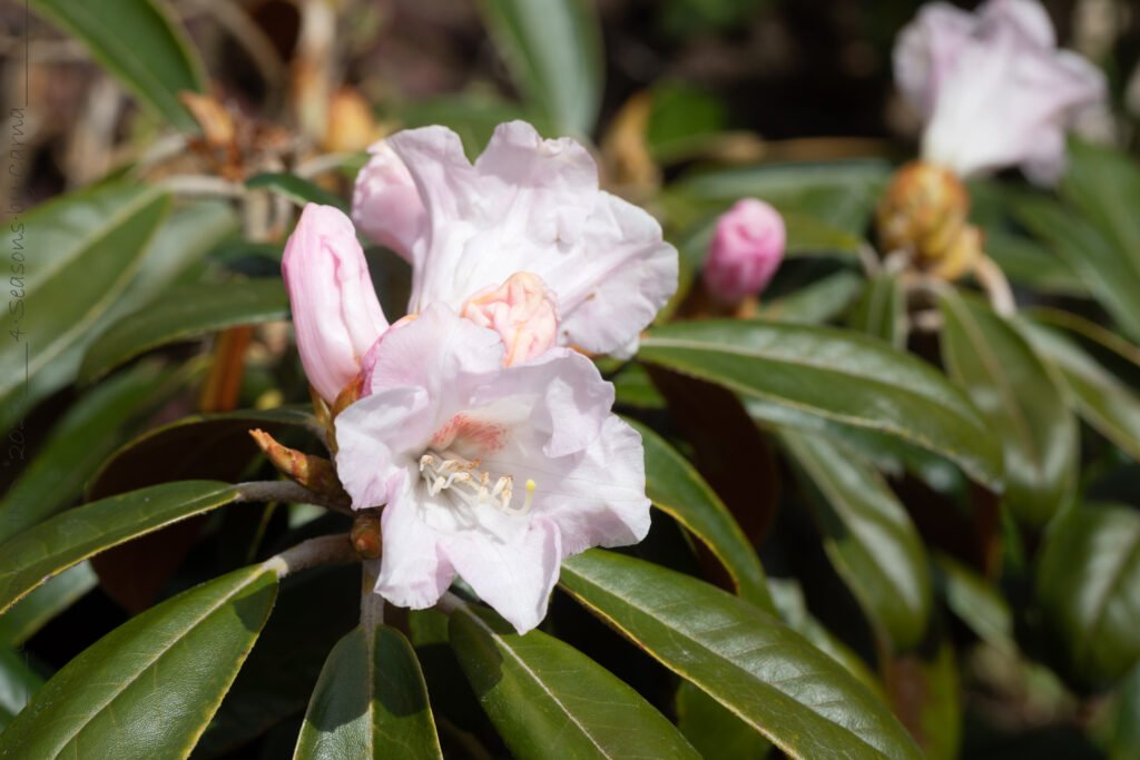 Växter - Rhododendron 'Teddy Bear'