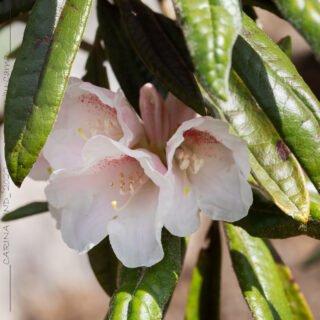 Rhododendron roxieanum OP - fingerrododendron