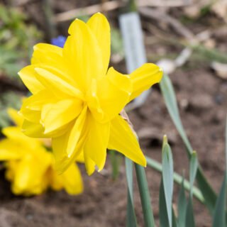 Narcisser - Narcissus pseudonarcissus 'Golden Ducat'
