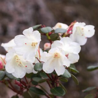 Rhododendronarter V-Y, Rhododendron williamsianum 'Album', klockrododendron