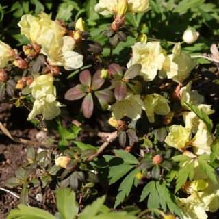 Rhododendron Keiskei-grp 'Wren'