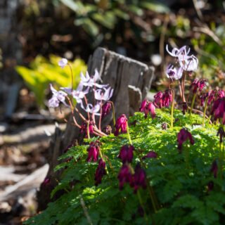 D - Dicentra 'King of Hearts'