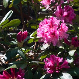 Rhododendron catawbiense 'Cosmopolitan'
