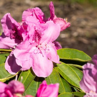 Rhododendron Kalr Hansen'