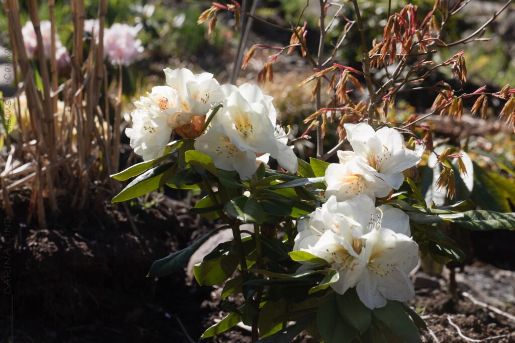 Växter - Rhododendron 'Phyllis Korn'
