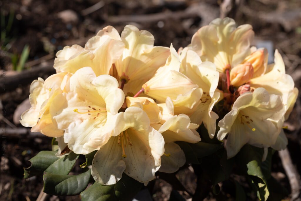Växter - Rhododendron 'Gordian'