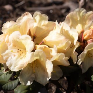 Växter - Rhododendron 'Gordian'