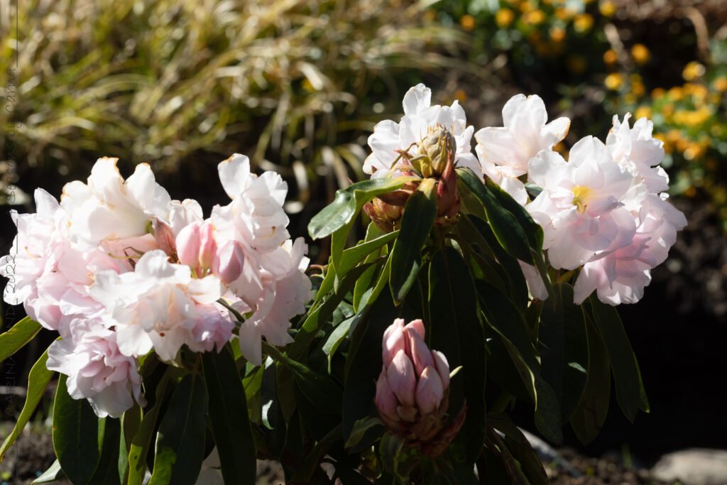 Växter - Rhododendron 'Queen Anne's'