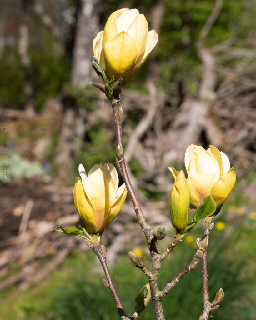 Magnoliablomningen - Magnolia 'Sunsation'