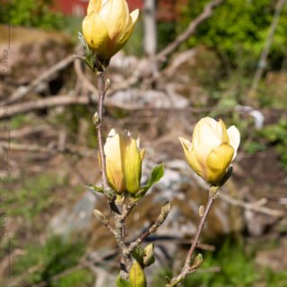 Magnolior - Magnolia 'Sunsation'