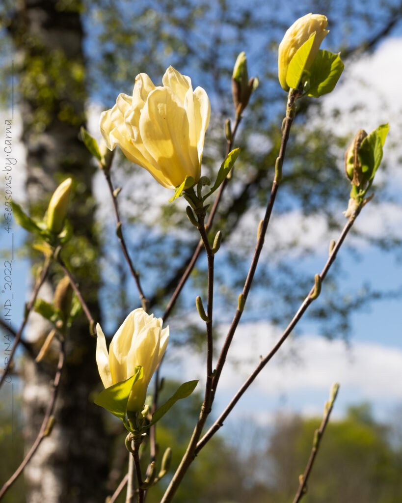 Magnoliablomningen - Magnolia 'Elisabeth'