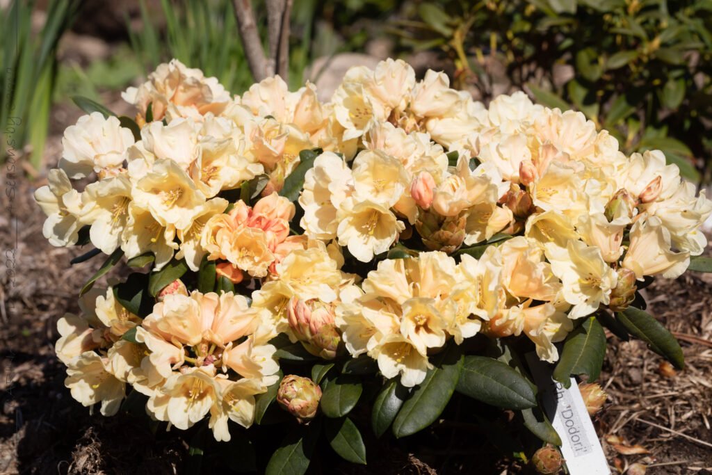 Rhododendron Yak-grp 'Dodori'