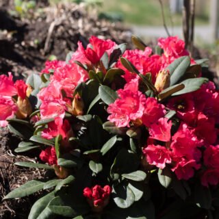 Rhododendron Yak-grp 'Lampion'