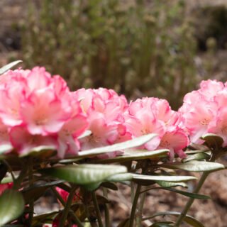 Rhododendron Yakushimanum-grp 'Valerie'