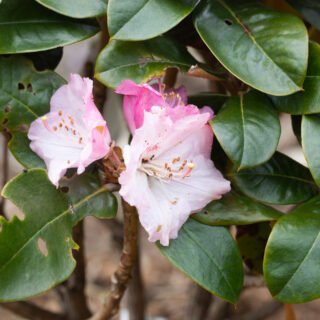 Rhododendron bureavii 'Masai Mara'