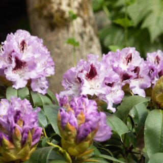 Rhododendronhybrider - Rhododendron 'Blue Peter'