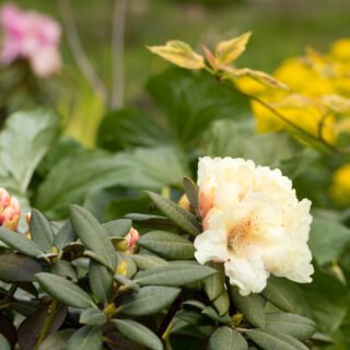 Yakushimanum-gruppen - Rhododendron Yakushimanum-grp 'Millenium Gold'