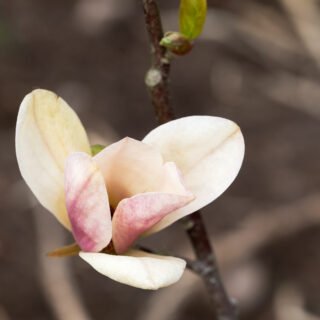 Magnolia 'Hattie Carthan'