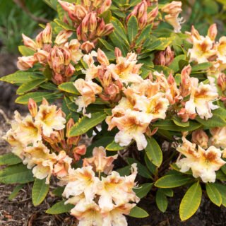Rhododendronhybrider - Rhododendron 'Bernstein'