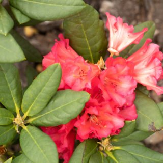 Rhododendronhybrider - Rhododendron dichroanthum 'Abendsonne'